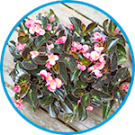 Begonias example thumbnail