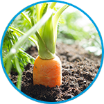Carrots plants strata property example thumbnail