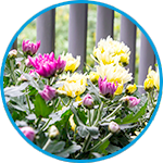 Chrysanthemum plants strata property example thumbnail