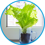 Lettuce plants strata property example thumbnail