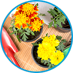 Marigold plants strata property example thumbnail