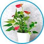 Red anthuriums plants strata property example thumbnail