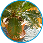 Sago palms plants strata property example thumbnail