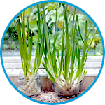 Spring onion plants strata property example thumbnail